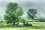 Trees In Rain_DSCF03635
